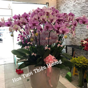 Chậu Lan Hồ điệp LHD2812