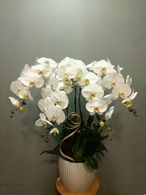 Chậu lan hồ điệp trắng 2401