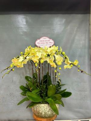 Chậu lan hồ diệp vàng 2403