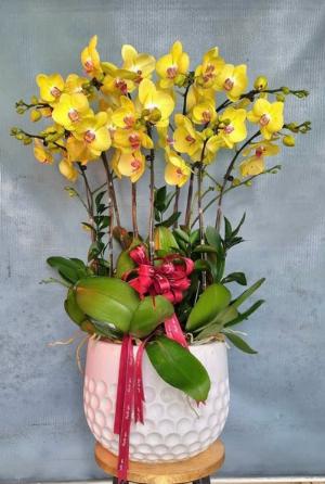 chậu lan hồ điệp vàng 2404