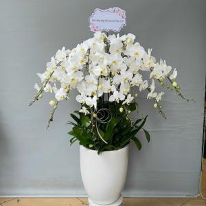 Chậu lan hồ điệp trắng 2408