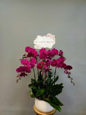 Chậu lan hồ điệp 2410