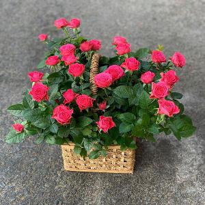 Giỏ hoa tươi chúc mừng HCM202044