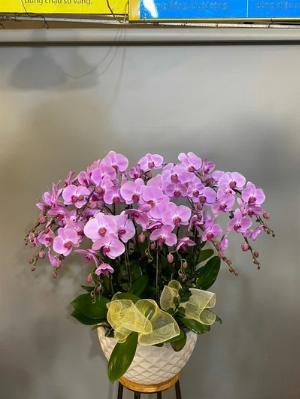 Chậu lan hồ điệp 2413