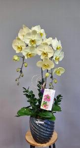 Chậu lan hồ điệp 2416