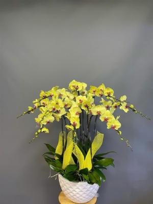 Chậu lan hồ điệp 2417