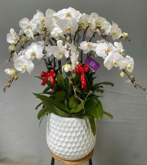 Chậu lan hồ điệp 2420