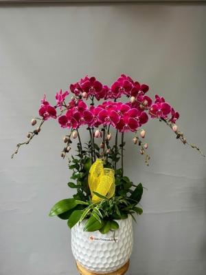 Chậu lan hồ điệp 2421