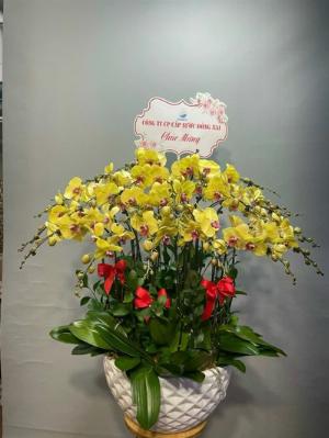 Chậu lan hồ điệp 2422