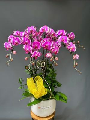 Chậu lan hồ điệp 2423