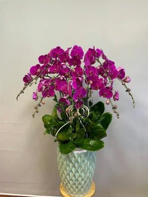 Chậu lan hồ điệp 2426