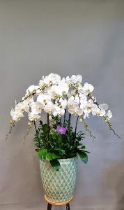 Chậu lan hồ điệp 2431