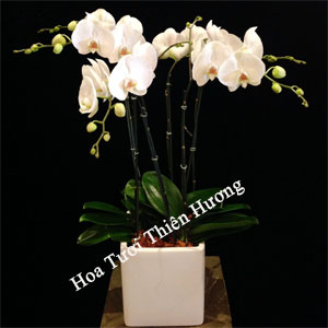 Chậu Lan Hồ Điệp LHD2801