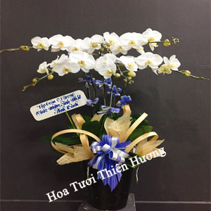 Chậu Lan Hồ Điệp LHD2807