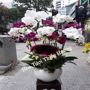 Chậu Lan Hồ Điệp LHD2810
