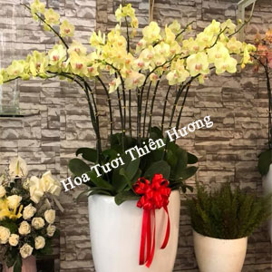 Chậu Lan Hồ Điệp LHD2811