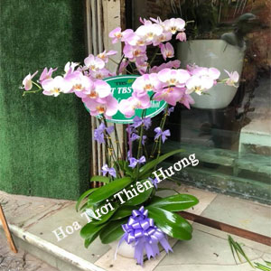 Chậu Lan Hồ Điệp LHD2813