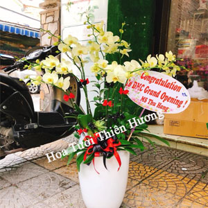 Chậu Lan Hồ Điệp LHD2814