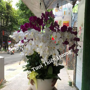 Chậu Lan Hồ Điệp LHD2815