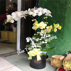 Chậu Lan Hồ Điệp LHD2816