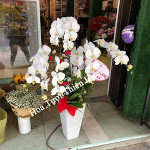 Chậu Lan Hồ Điệp LHD2801