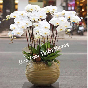 Chậu Lan Hồ Điệp LHD2818