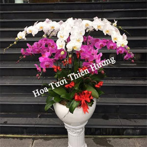 Chậu Lan Hồ Điệp LHD2819