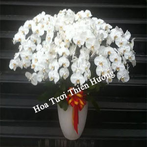 Chậu Lan Hồ Điệp LHD2820