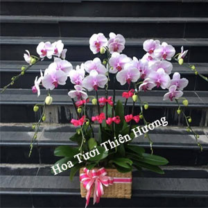 Chậu Lan Hồ Điệp LHD2822