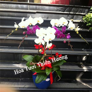 Chậu Lan Hồ Điệp LHD2823