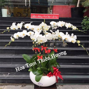 Chậu Lan Hồ Điệp LHD2824