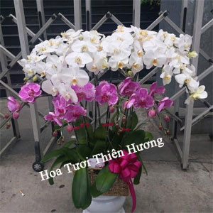 Chậu Lan Hồ Điệp LHD2825