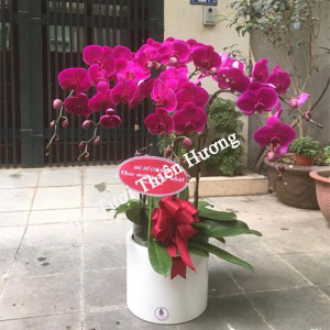 Chậu Lan Hồ Điệp LHD2826