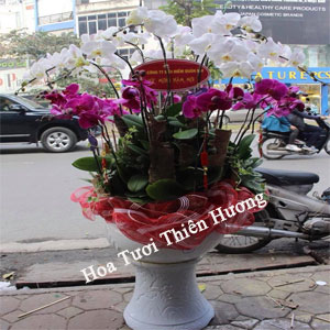 Chậu Lan Hồ Điệp LHD2827