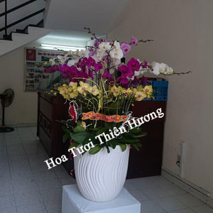 Chậu Lan Hồ Điệp LHD2828