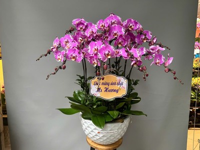 Chậu lan hồ điệp 2434