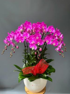 Chậu lan hồ điệp 2432