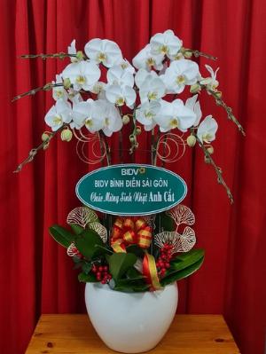 Chậu lan hồ điệp 2433