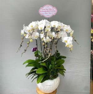 Chậu lan hồ điệp 2435