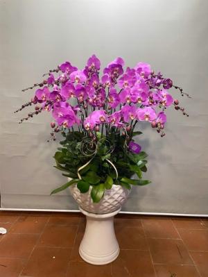 Chậu lan hồ điệp 2437