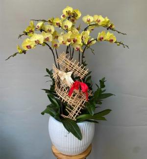 Chậu lan hồ điệp 2439