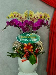 Shop lan hồ điệp cần thơ 02