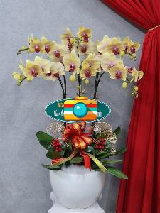 Shop lan hồ điệp cần thơ 03