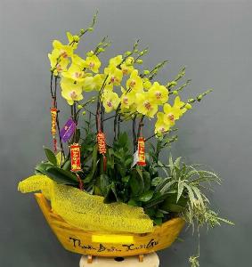 Shop lan hồ điệp cần thơ 04