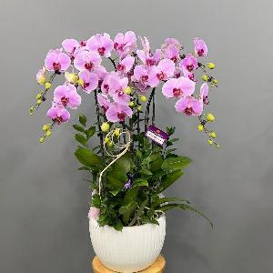 Shop lan hồ điệp cần thơ 05