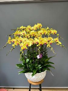 Shop lan hồ điệp cần thơ 10